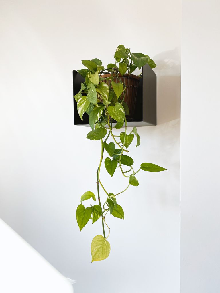 Mejores plantas de interior para purificar el aire | Kion Home