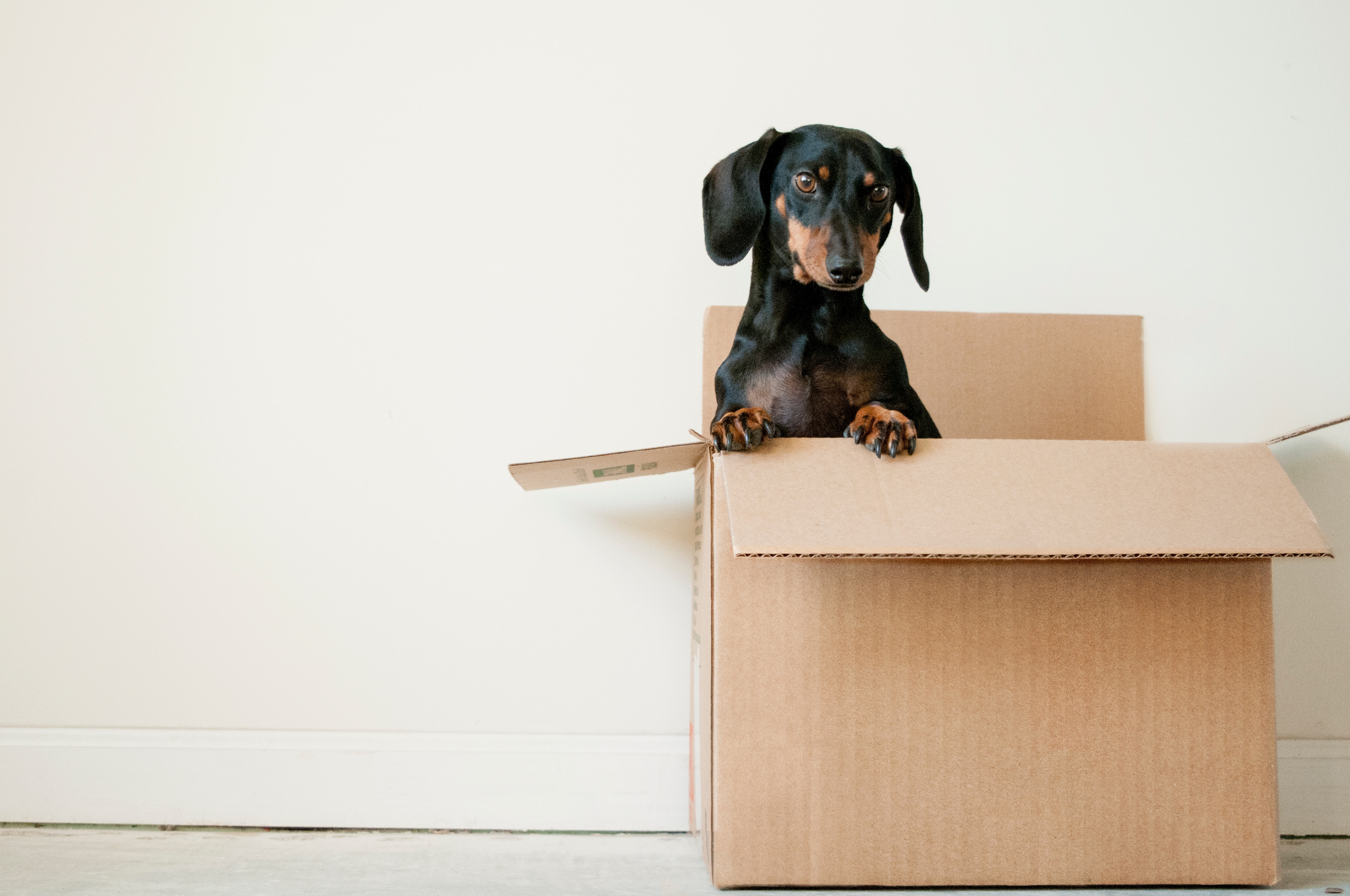 perrito en caja de mudanza