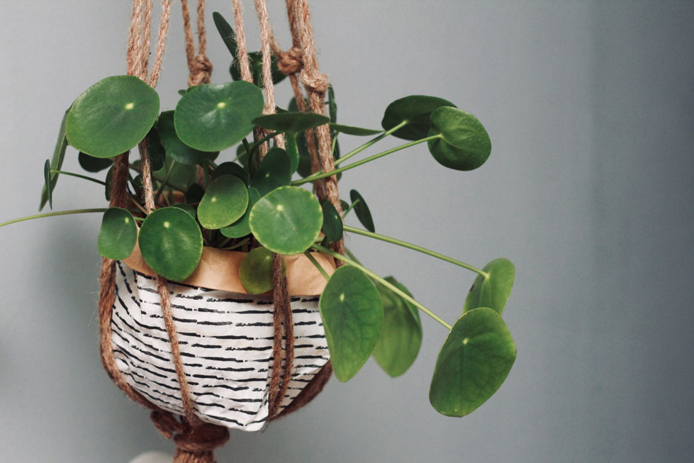 DIY Kokedama y un sorteo